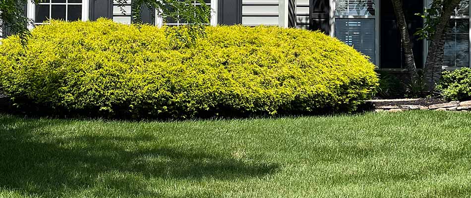 Thick lawn grass and a large bush at a home in Levittown, PA.