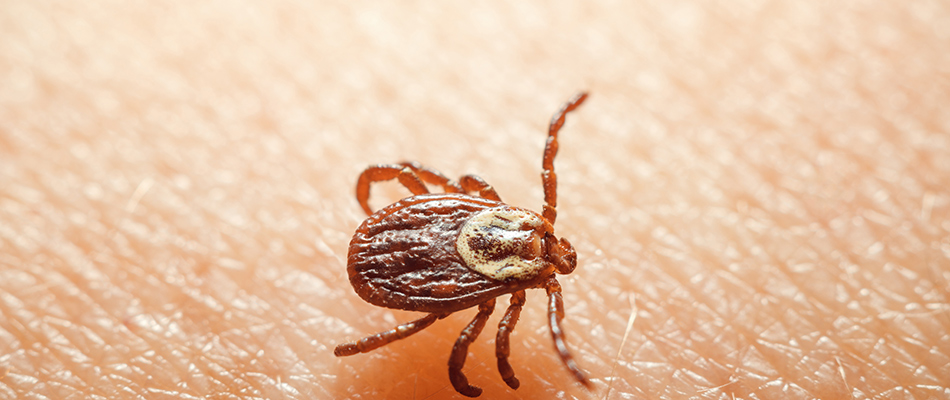 A tick found crawling over homeowner's arm in Hatfield, PA.