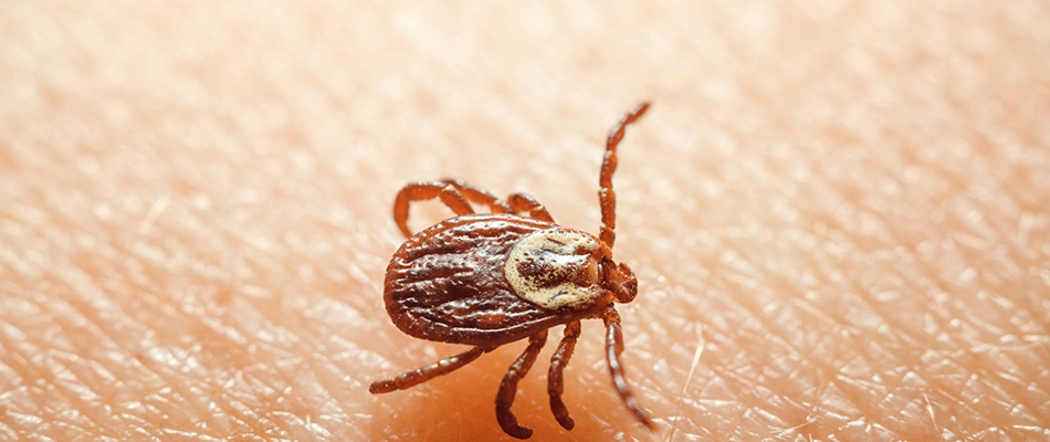A tick found crawling over homeowner's arm in Hatfield, PA.