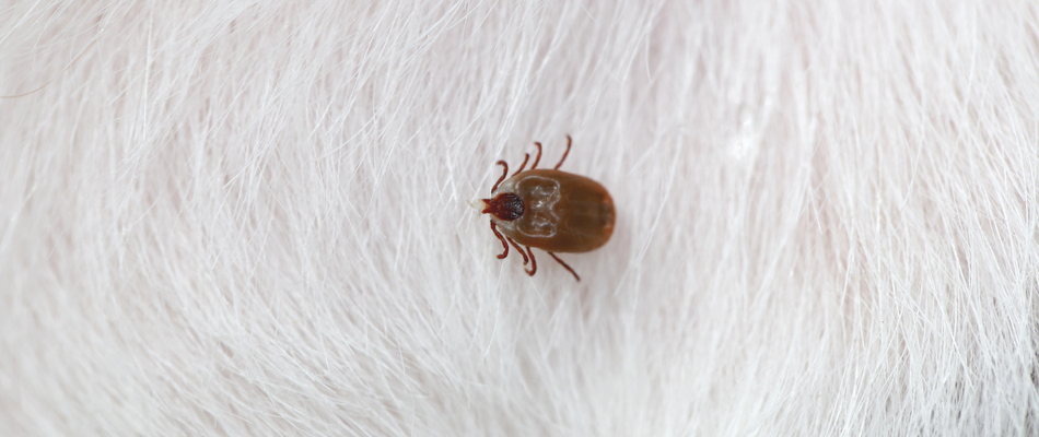 Close up on a tick found in a white animal's fur at a potential client's home in Red Hill, PA. 