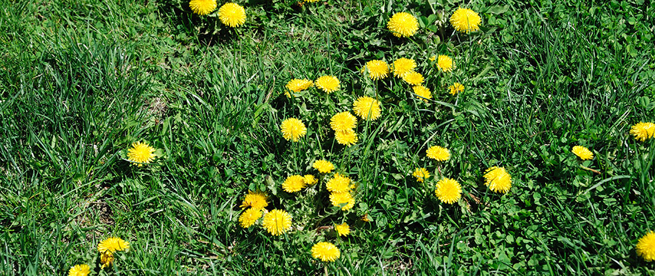 A patch of yellow dandelions on a lawn in Souderton, PA.