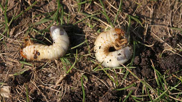 Lawn grubs spotted in a yard outside of Telford, PA.