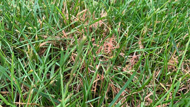 Dollar spot lawn disease seen in a yard near Telford, PA.