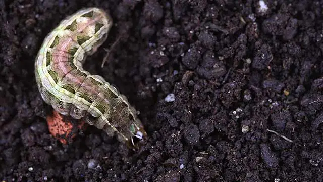 Armyworm in dark soil seen at a home in Montgomery County, Pennsylvania.