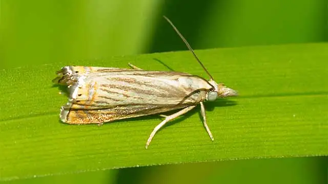 Sod webworm moth on a blade of grass outside of Doylestown, PA.