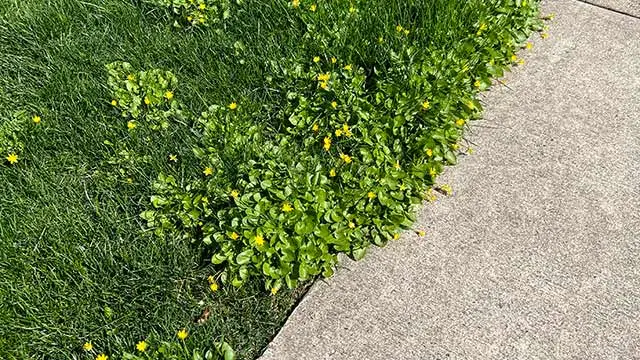 Weeds growing in a lawn along a sidewalk near Harleysville, PA.