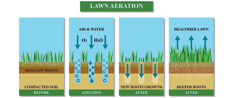 lawn-aeration-infographic