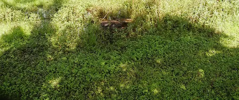 overgrown-yard-with-weeds-and-tall-grass