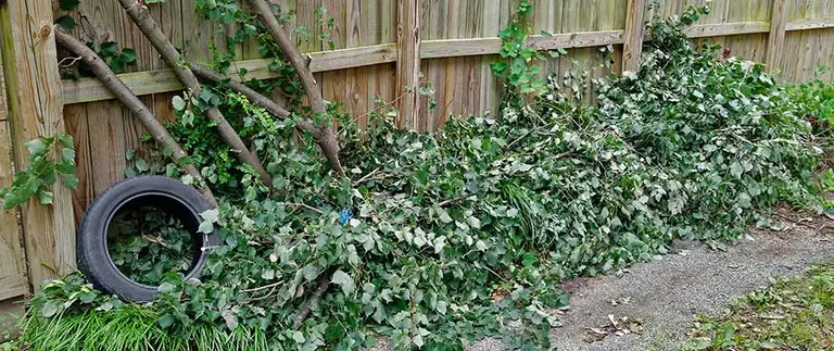 vines-and-debris-along-wooden-fence