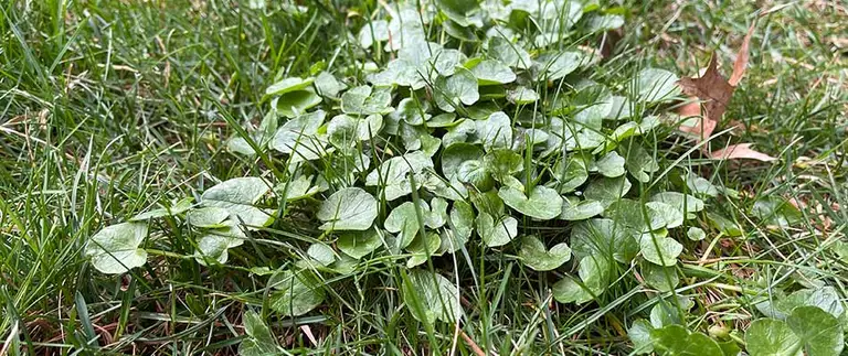 wild-violet-weeds-growing-in-yard