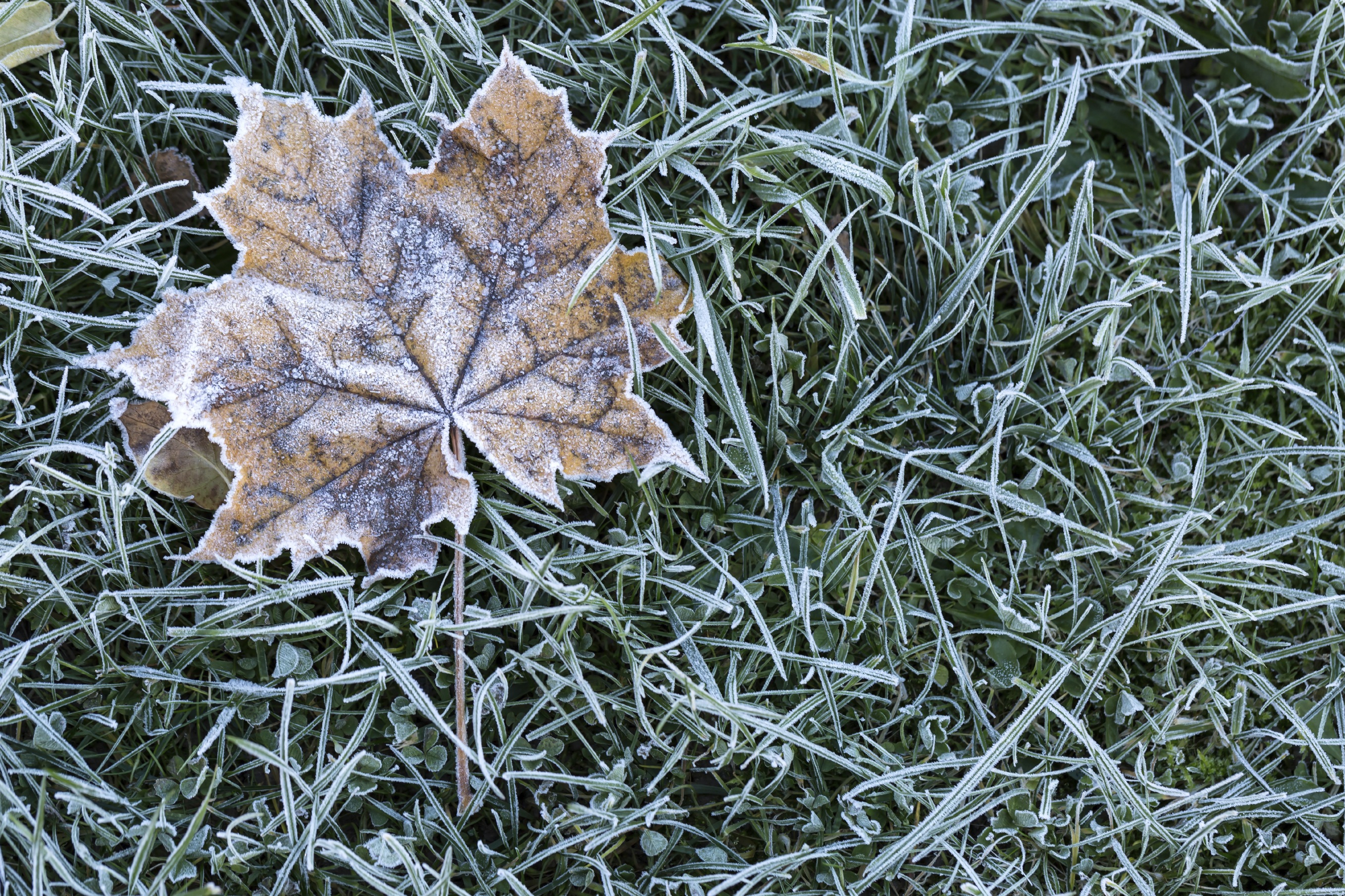 Leaf on frozen grass