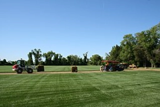 Tall Fescue