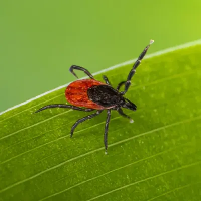 tick on grass