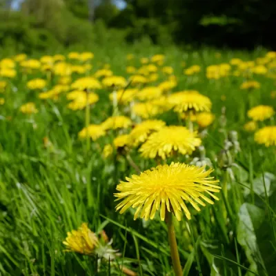 weeds in a yard