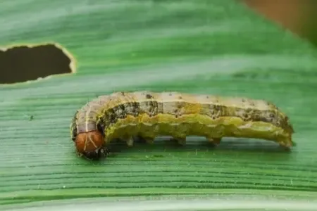 armyworm on leaf