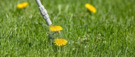 weed-control-treatment-sprayed-on-dandelion