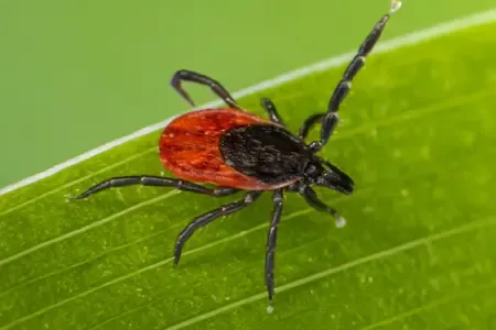 tick on grass