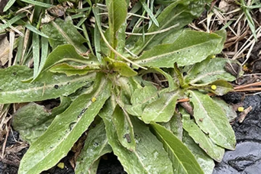 broad-leaf-plantain-weed