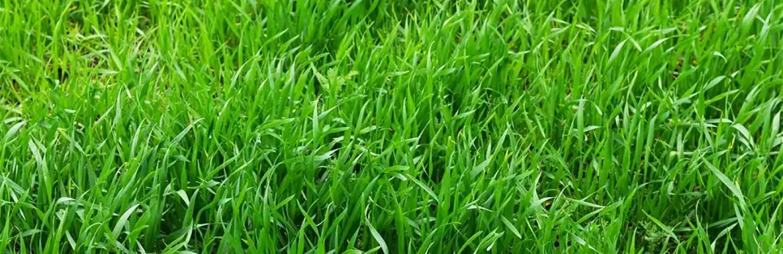 tall fescue