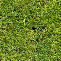 content-aerated-lawn-with-holes