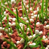 granular-fertilizer-in-lawn