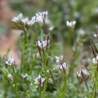 content-hairy-bittercress-weed