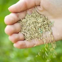 content-hands-pouring-seeds-out-onto-lawn
