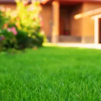 lawn-landscape