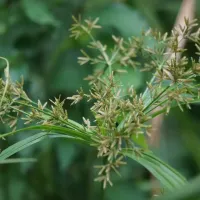 yellow-nutsedge