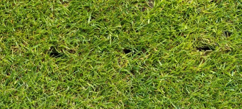 content-aerated-lawn-with-holes