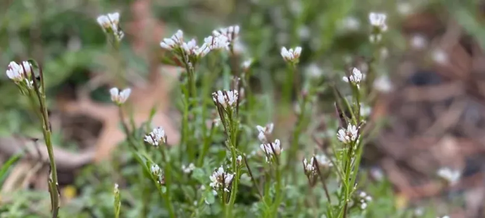 content-hairy-bittercress-weed