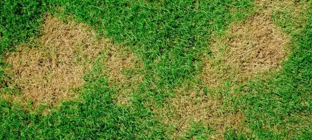 webworm-damage