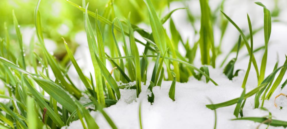 Grass growing through snow cover