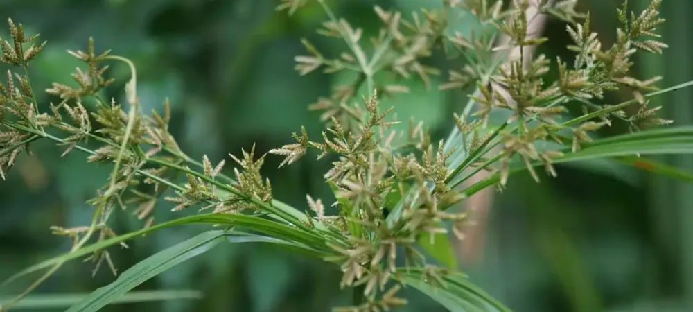 yellow-nutsedge