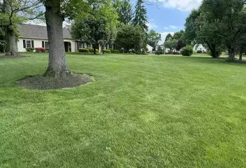 tree-on-lawn