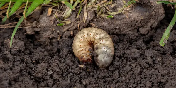 a grub on a patch of soil