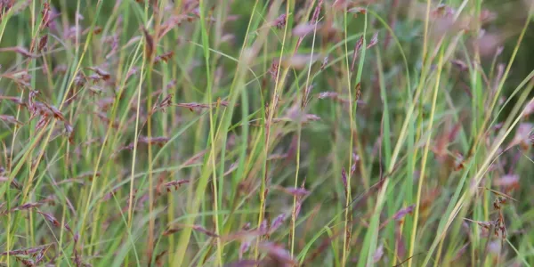 tall fescue