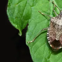A brown marmorated stinkbug in Pennsylvania