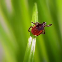 A tick on a blade of grass in Pennsylvania