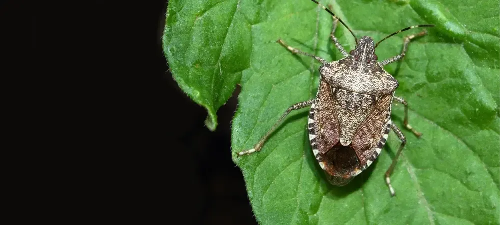 A brown marmorated stinkbug in Pennsylvania