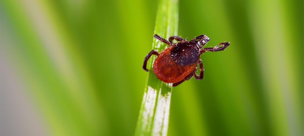 A tick on a blade of grass in Pennsylvania
