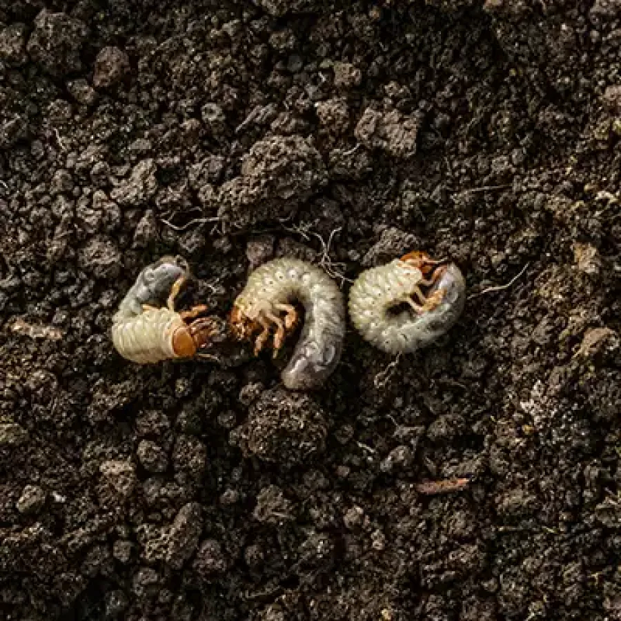 Fall grubs in PA soil
