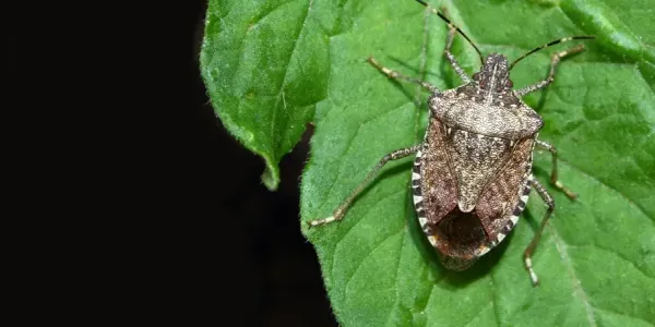 A brown marmorated stinkbug in Pennsylvania