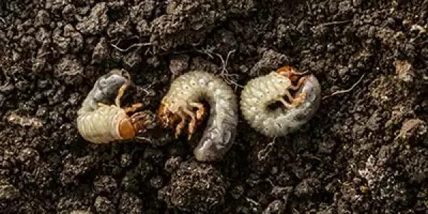 Fall grubs in PA soil
