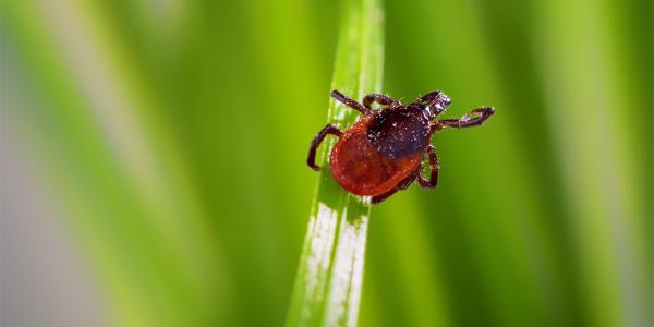A tick on a blade of grass in Pennsylvania